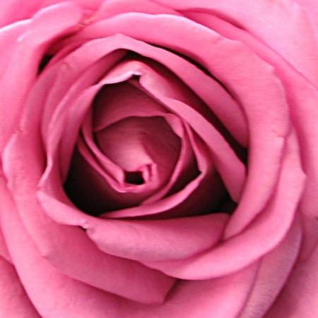 la rose